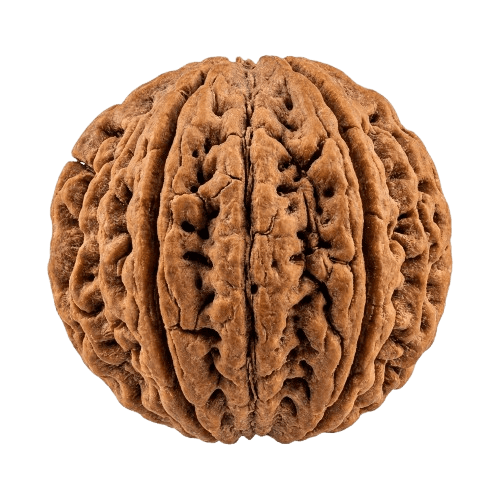 Rudraksha